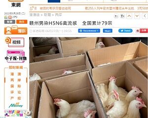 20220628鶏