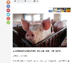 2018年11月6日豚