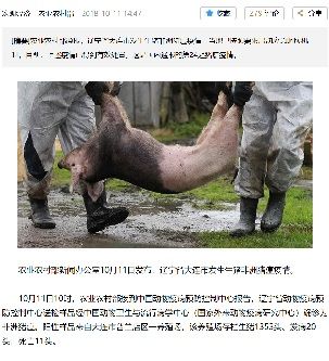 2018年10月12日豚