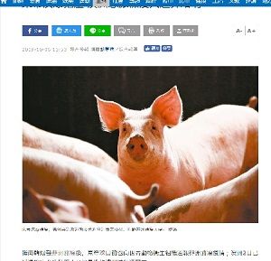 2019年10月7日豚