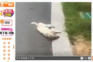 2024年6月14日犬